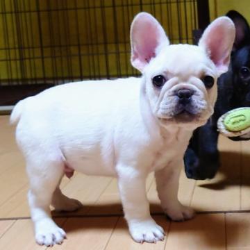 フレンチブルドッグ【愛媛県・男の子・2022年6月10日・クリーム】の写真「小ぶりな男の子🌞」