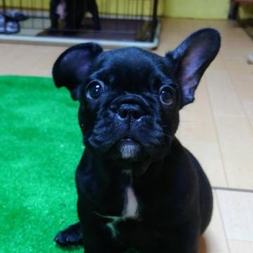 フレンチブルドッグ【愛媛県・男の子・2022年7月8日・ブリンドル】の写真「真っ黒い男の子✨」
