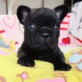 フレンチブルドッグ【愛媛県・男の子・2023年4月17日・ブリンドル】の写真1