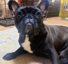 フレンチブルドッグ【・女の子・2020年11月23日・ブリンドル】