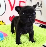 フレンチブルドッグ【愛媛県・男の子・2023年4月17日・ブリンドル】の写真5