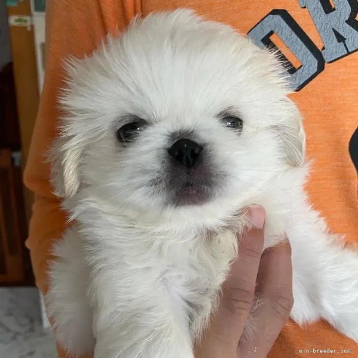 ID:2210-02831の子犬