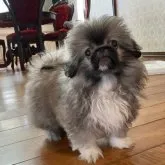 ペキニーズ【福岡県・男の子・2023年7月5日・フォーン】の写真1「1番毛ぶきの良い子です︎💕︎」