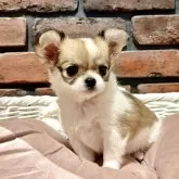 チワワ(ロング)【徳島県・女の子・2025年12月27日・パーティー(フォーン&ホワイト)】の写真11