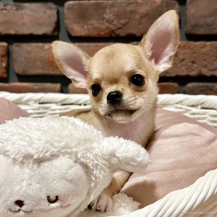 ID：2506-00363の子犬