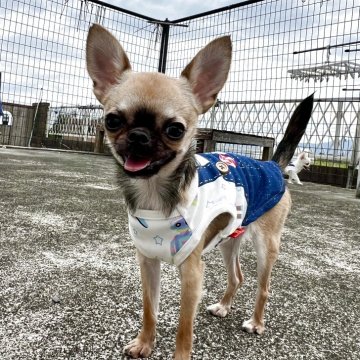 チワワ(スムース)【徳島県・女の子・2025年1月6日・フォーン】の写真「凄く可愛い小さな小さなお姫様♡」
