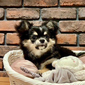チワワ(ロング)【徳島県・男の子・2024年12月11日・ブラックタン&ホワイト】の写真「もっふもふの毛量で明るくお茶目な可愛い子♡」