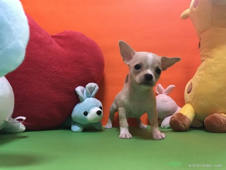 ID：1711-00091の子犬