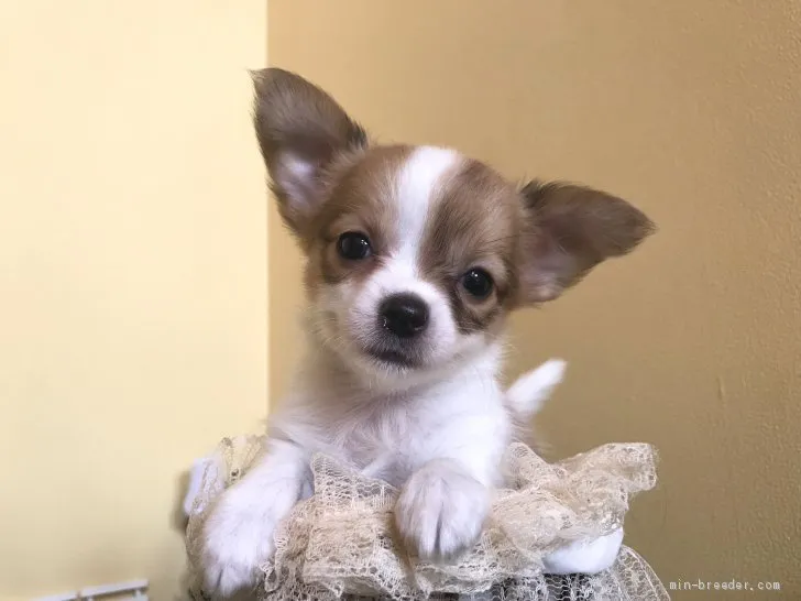 ID:1909-00246の子犬