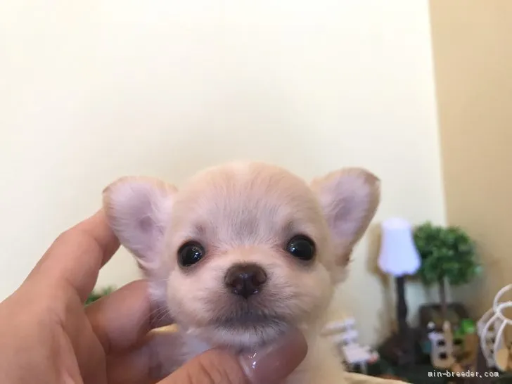 ID：1909-01378の子犬