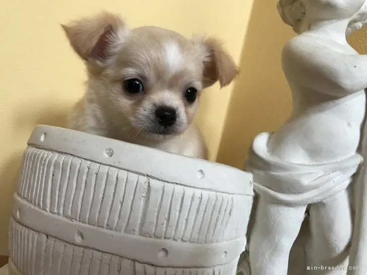 ID:1703-01365の子犬