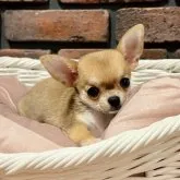 チワワ(スムース)【徳島県・女の子・2023年8月14日・フォーン】の写真1