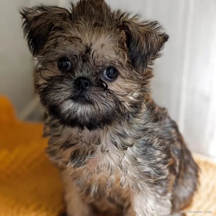 ID：2506-03920の子犬