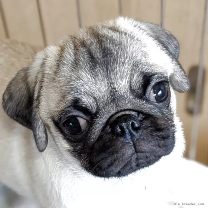 ID:2508-05375の子犬