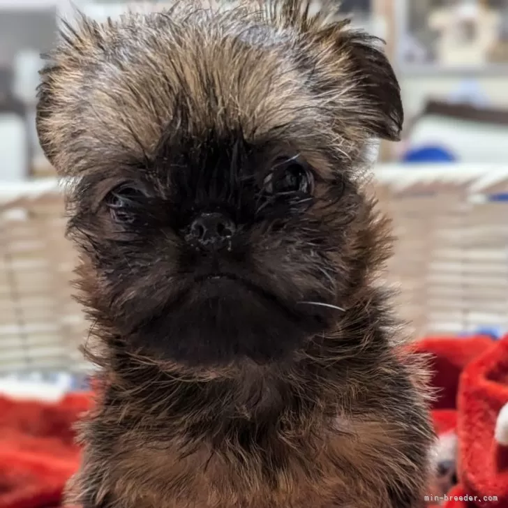 ID:2411-00071の子犬