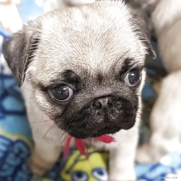 まめ 様のお迎えした子犬