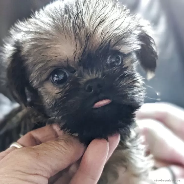 ID：2506-03921の子犬