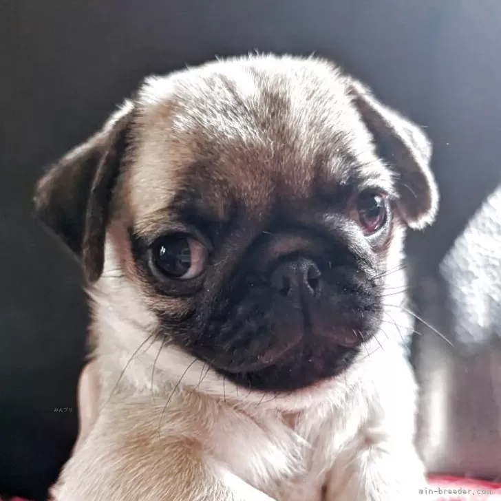 ID：2508-05367の子犬