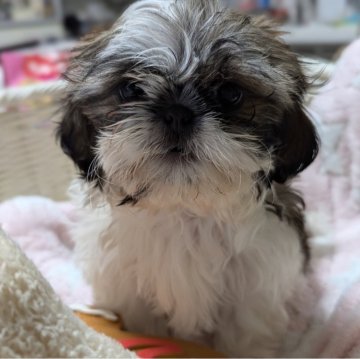 シーズー【愛知県・女の子・2025年1月11日・ゴールド&ホワイト】の写真「可愛い女の子」