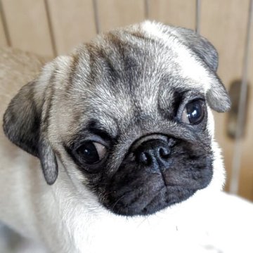 パグ【愛知県・男の子・2025年7月23日・フォーン】の写真「可愛い男の子」