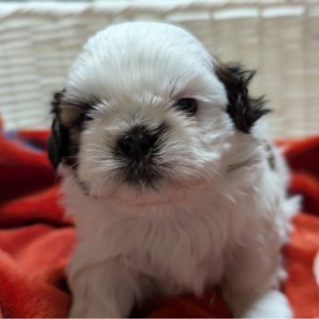 シーズー【愛知県・男の子・2025年1月11日・ホワイト&ゴールド】の写真「可愛い男の子」