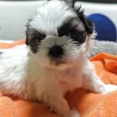シーズー