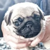 パグ【愛知県・女の子・2025年4月17日・フォーン】の写真1