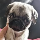 パグ
