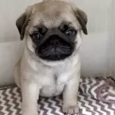 パグ【愛知県・男の子・2025年2月24日・フォーン】の写真2