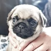 パグ【愛知県・女の子・2025年4月17日・フォーン】の写真2