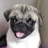 パグ【愛知県・男の子・2025年7月23日・フォーン】の写真2