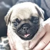 パグ【愛知県・女の子・2025年4月17日・フォーン】の写真3