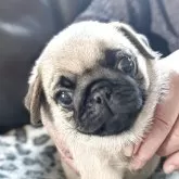 パグ【愛知県・女の子・2025年4月17日・フォーン】の写真4