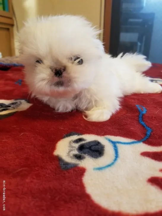 ID:2112-03596の子犬