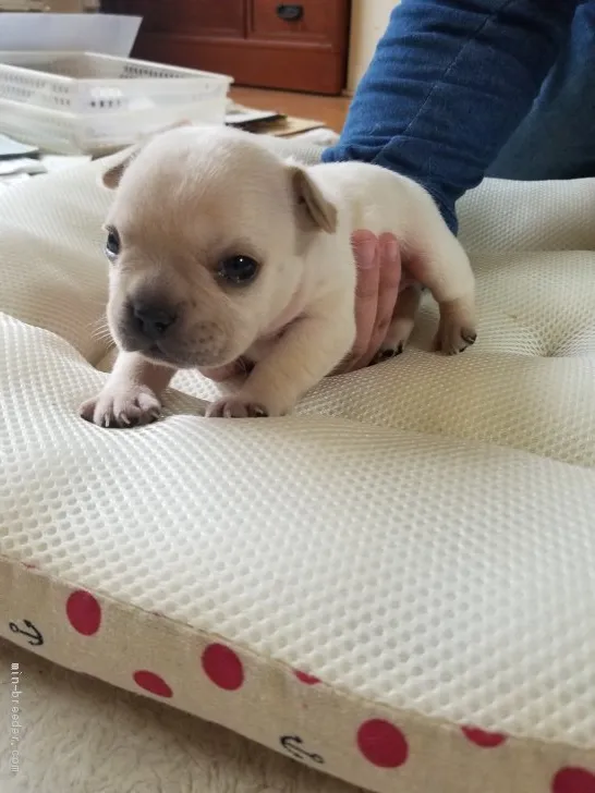 ID：1910-02850の子犬