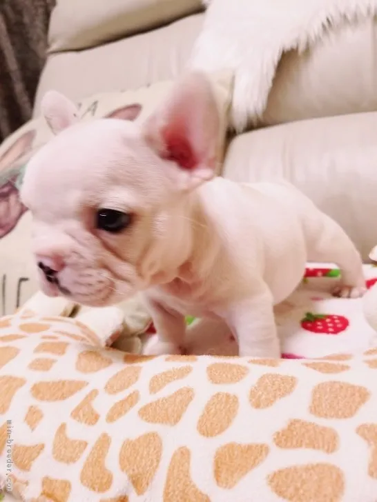 ID：1810-01542の子犬
