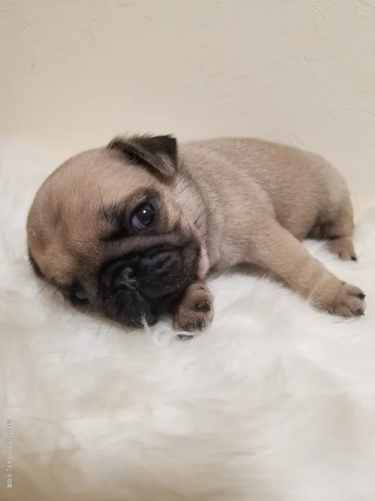 ID：1908-03338の子犬