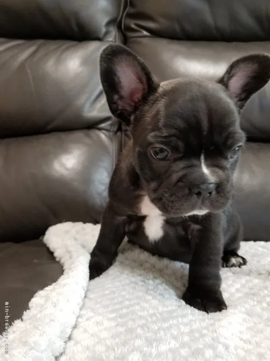 ID:1811-00553の子犬
