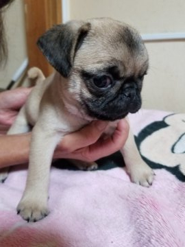 パグ【愛知県・男の子・2019年9月21日・フォーン】の写真「コロコロで、可愛いです。」