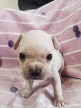 フレンチブルドッグ【愛知県・女の子・2020年3月12日・クリーム】の写真「コロコロでしっかりした体つきです。」