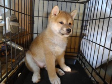 柴犬(標準サイズ)【愛知県・女の子・2020年2月6日・赤】の写真「元気で、可愛いです。」