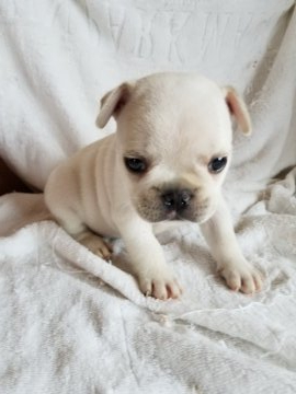 フレンチブルドッグ【愛知県・男の子・2019年6月13日・クリーム】の写真「コロコロで、可愛いです。」