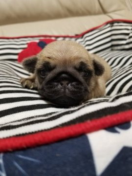 パグ【愛知県・女の子・2019年8月14日・フォーン】の写真「コロコロで、可愛いです。」