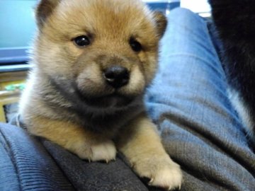 柴犬(標準サイズ)【愛知県・女の子・2020年1月6日・赤】の写真「元気で、可愛いです。」