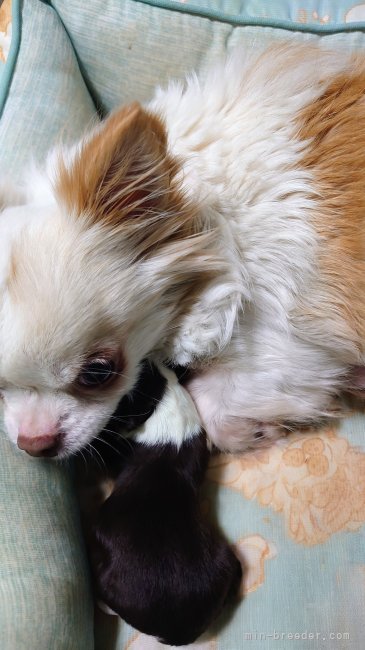 馬場美由紀ブリーダーのブログ：🎉かわいいチビ君の誕生です💕