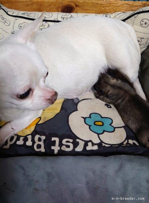 馬場美由紀ブリーダーのブログ：🍼かわいいチビちゃんの誕生です🥰