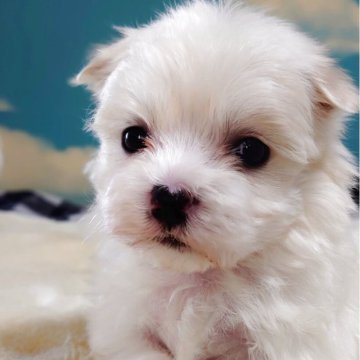 マルチーズ【埼玉県・女の子・2025年10月13日・ホワイト】の写真「🎁クリスマスをご一緒に💕」