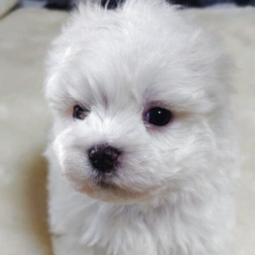 マルチーズ【埼玉県・男の子・2025年10月13日・ホワイト】の写真「☃️クリスマスをご一緒に🎁」