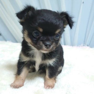 チワワ(ロング)【埼玉県・男の子・2025年6月27日・ブラックタン】の写真「🍭よろしくお願いします🍭」