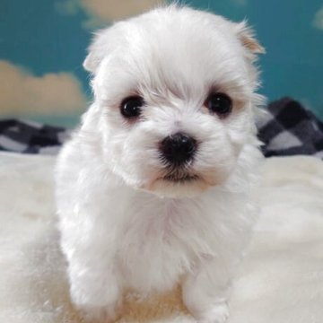 マルチーズ【埼玉県・男の子・2025年10月13日・ホワイト】の写真「🎄クリスマスをご一緒☃️」